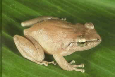 frog1.JPG (7998 bytes)