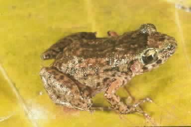 frog2.JPG (9637 bytes)